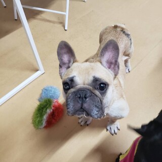 フレブル  女の子　ことりちゃん