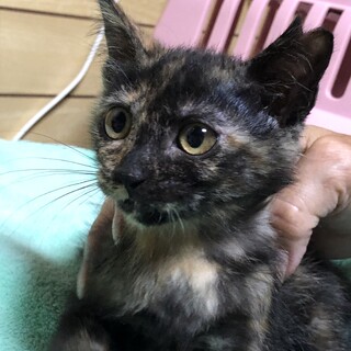 3ヶ月☆美人サビ猫　なっちゃん