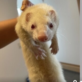 フェレット アルビノ
