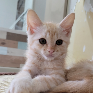 【7/10千葉譲渡会❣️】クリーム茶トラのファンタ