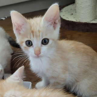 【7/17千葉譲渡会❣️】甘えん坊のポポン♪