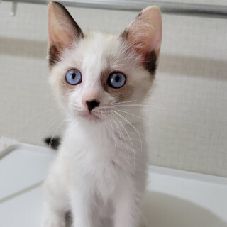 【7/10千葉譲渡会❣️】甘えん坊のマイカちゃん