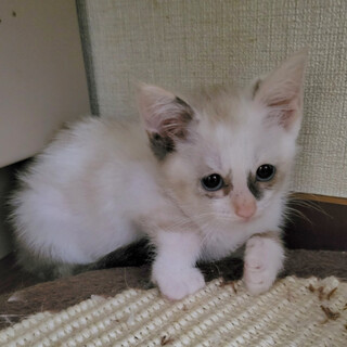 【7/17千葉譲渡会❣️】ブルーアイのペニー