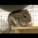 チンチラ♂里親募集
