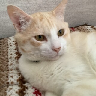 ＰCＲ検査で陰性　大きなイケメン男子