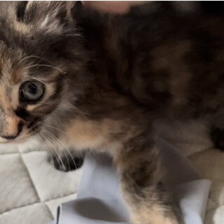 一ヶ月子猫
