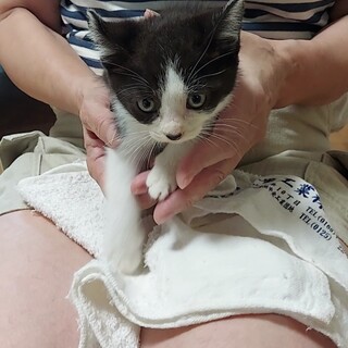 お庭で保護した生後約1ヶ月半の子猫たちです。