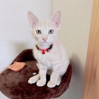 クリーム兄弟のハイド
