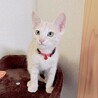 クリーム兄弟のハイド サムネイル2