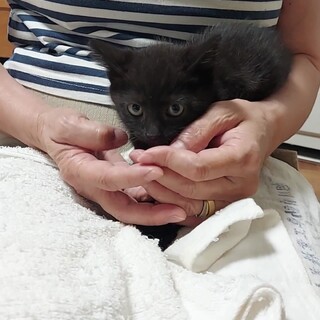 お庭で保護した生後約1ヶ月半の子猫たちです。