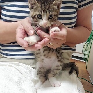 お庭で保護した生後約1ヶ月半の子猫たちです。