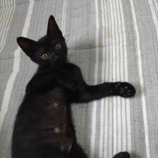 可愛い黒猫の女の子