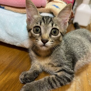 可愛いキジトラの女の子②