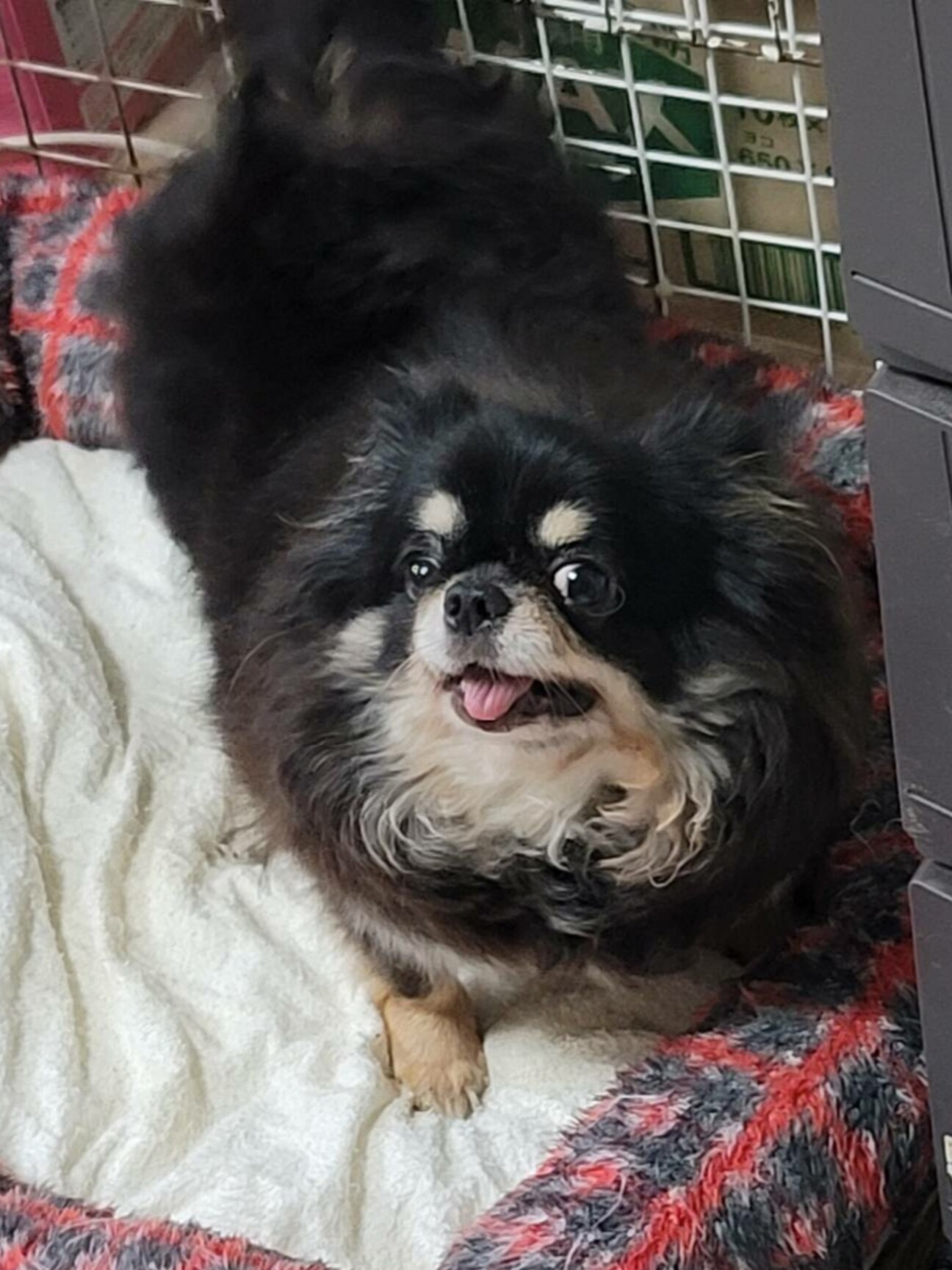 チワワのあかりちゃん♀6才」大阪府 - 犬の里親募集(419282