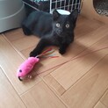 人馴れ抜群男の子