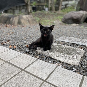 大人しくお座りできます。