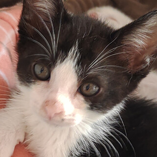 【7/17千葉譲渡会❣️】人懐こく穏やかなくろまめ