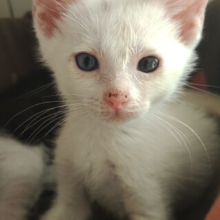 【7/17千葉譲渡会❣️】穏やかオッドアイしらたき