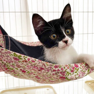 【7/31千葉市譲渡会❣️】おとなしいシャノ