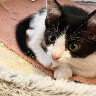 【7/31千葉市譲渡会❣️】元気で愛らしいシャチ