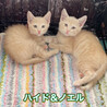 クリーム兄弟のハイド サムネイル4
