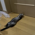 フェレットの里親探し