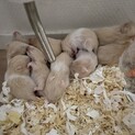 キンクマハムスター6／21生まれ