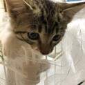 保護子猫　キジシロ（メス）2か月齢（宮城県内募集）