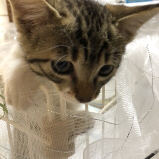 保護子猫　キジシロ（メス）2か月齢（宮城県内募集）