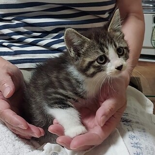 お庭で保護した生後約1ヶ月半の子猫たちです。