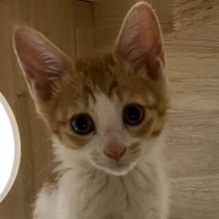 ゴロニャンで猫ちゃんも大好きな茶シロのあっくん❣️