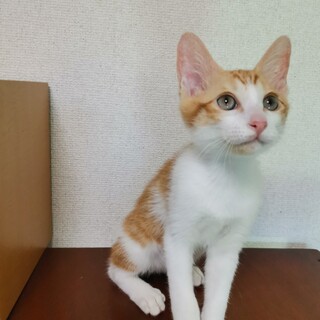 淡路のイケニャン　茶白