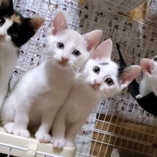 人懐っこい子猫です