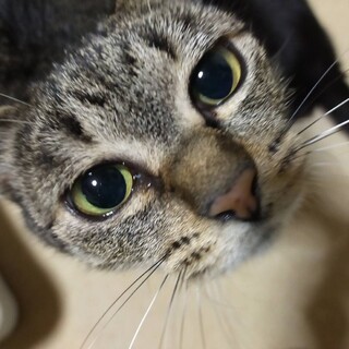 トラ猫ちゃん♂