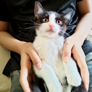 ちゅーるがっしりホールド食いしん坊もんちゃん