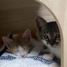 とっても甘えん坊なキジシロ猫のかっくん❣️ サムネイル3