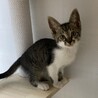 とっても甘えん坊なキジシロ猫のかっくん❣️ サムネイル5