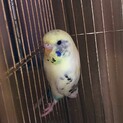 セキセイインコ雌の里親様を探しています。