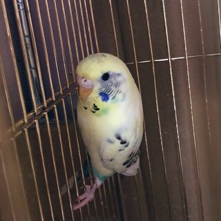 セキセイインコ雌の里親様を探しています。