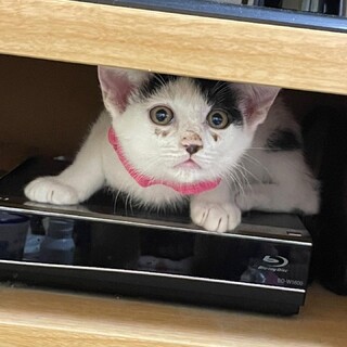 3ヶ月くらいの甘えん坊の男の子