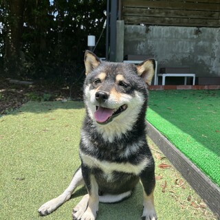 黒柴ぽめ　男の子3さいくらい