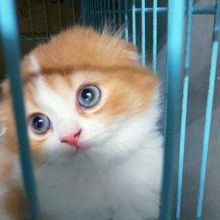 後ろ足がちょっとX脚