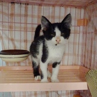 草を食べて飢えをしのいでいた子