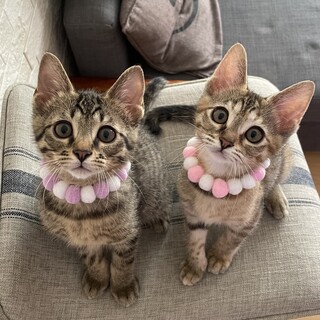 【お見合い随時】スリゴロ甘えん坊美猫兄妹