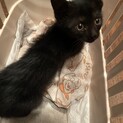 黒猫仔猫ちゃん里親募集！