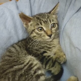 ビーツ♂おっとり優しいキジトラ男の子