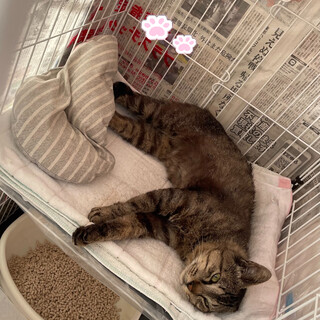 緊急⭐︎オス猫トラくん