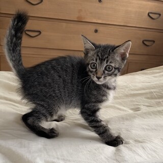 タイガ♂はキジサビ黒5兄妹の優しいお兄ちゃん