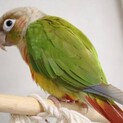 ウロコインコ1歳