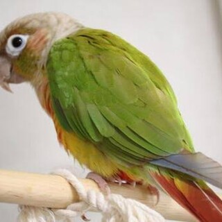 ウロコインコ1歳